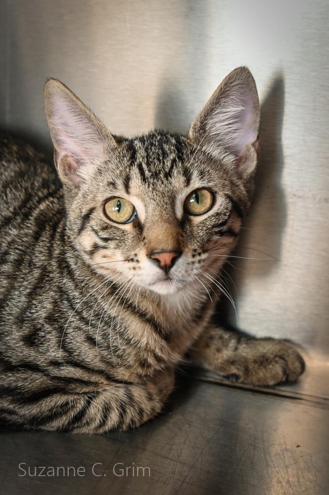 Jilly, Adoptable, Kitten Male Domestic Short Hair.