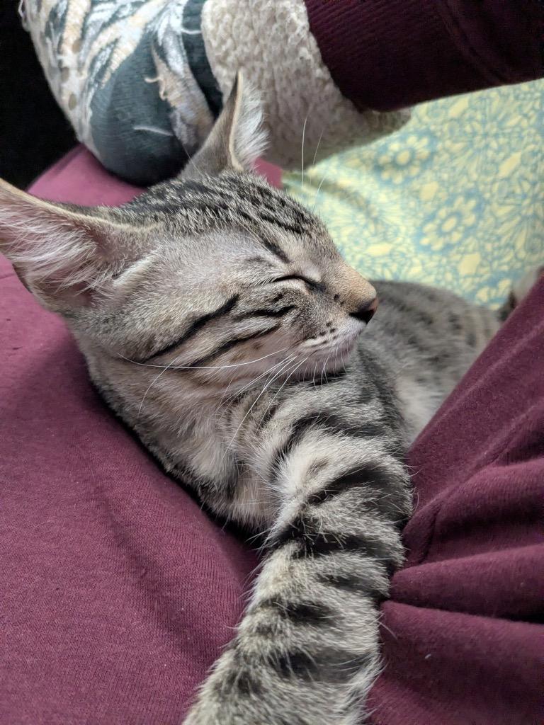 Jilly, Adoptable, Kitten Male Domestic Short Hair.