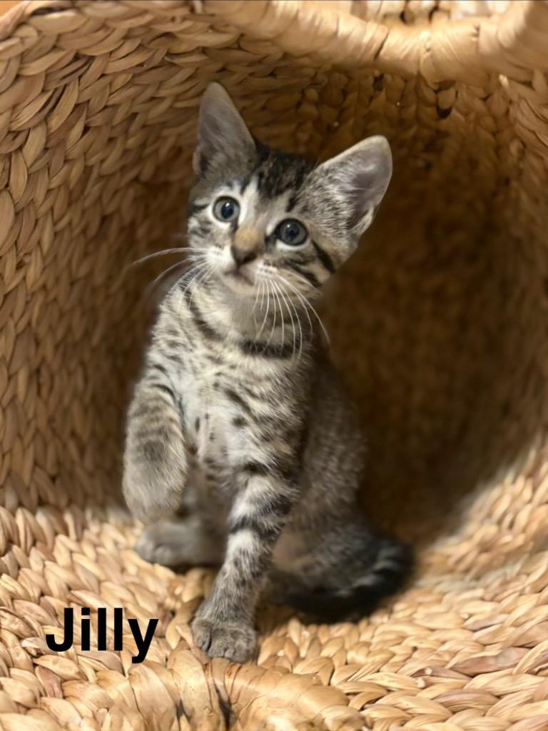 Jilly, a Adoptable mixed breed in New Orleans, LA image 2/2