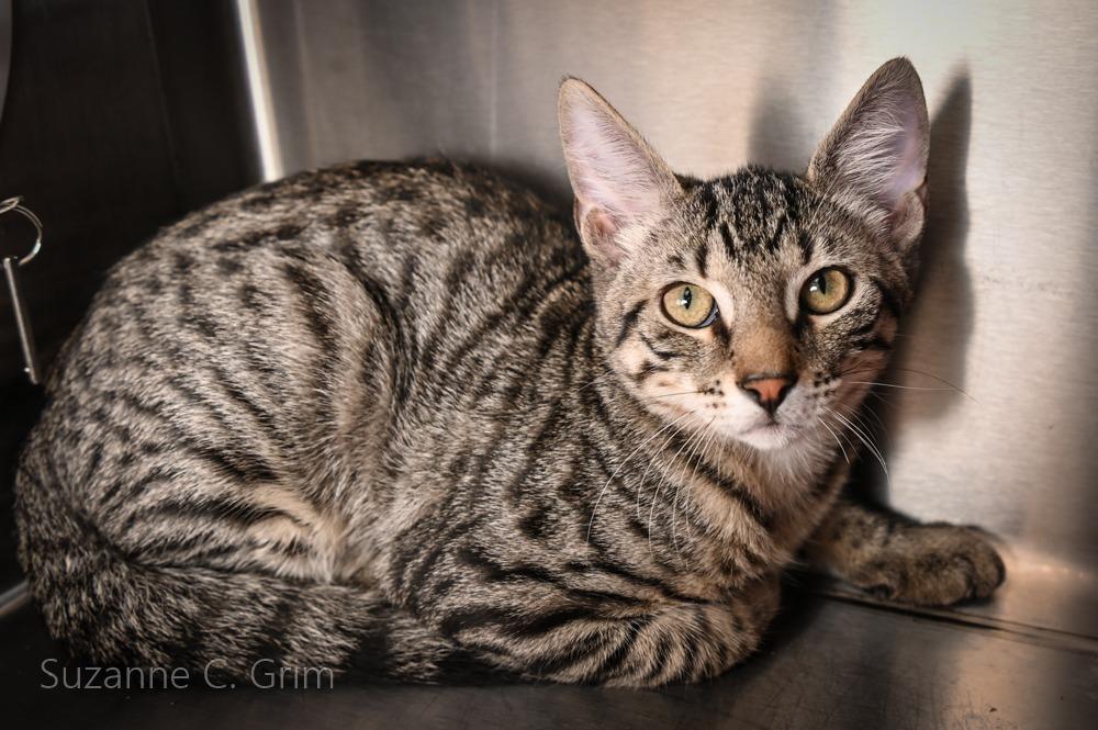 Jilly, a Adoptable mixed breed in New Orleans, LA image 2/3