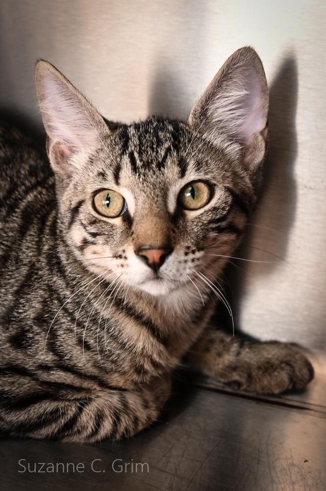 Jilly, a Adoptable mixed breed in New Orleans, LA image 3/3