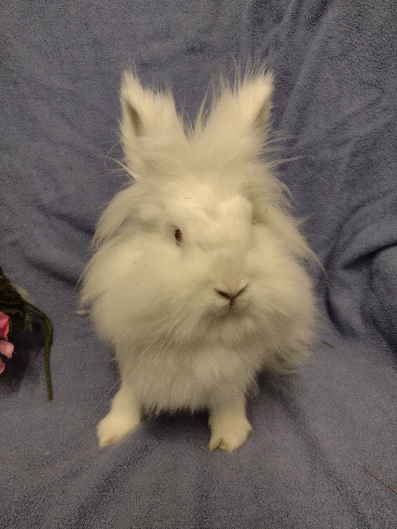 Malgosia, Adoptable, Adult Female Lionhead.