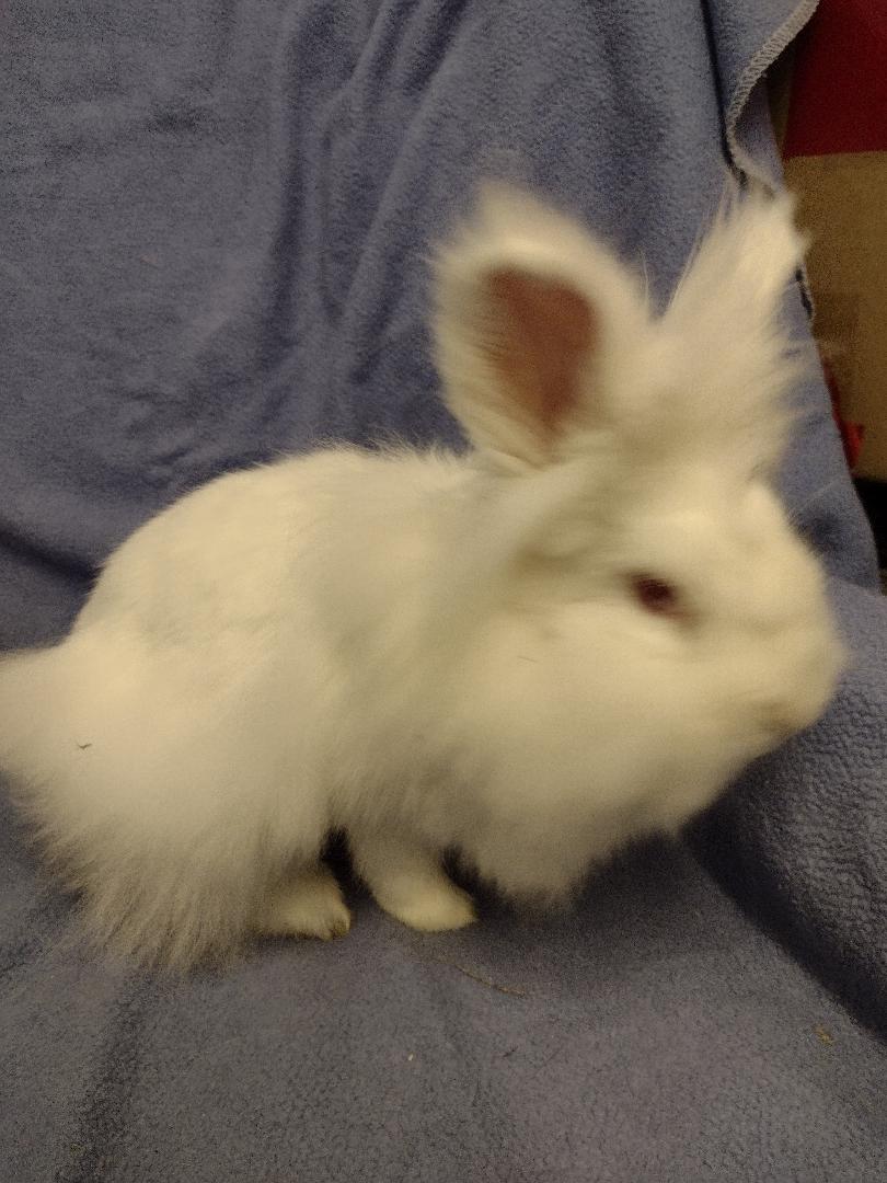 Malgosia, a Adoptable Lionhead in Plymouth, MI image 2/3