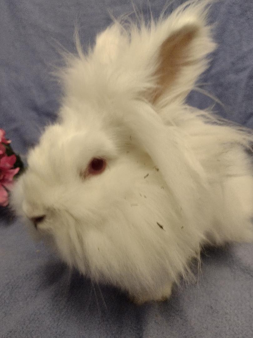Rabbit for adoption - Malgosia, a Lionhead in Plymouth, MI | Petfinder