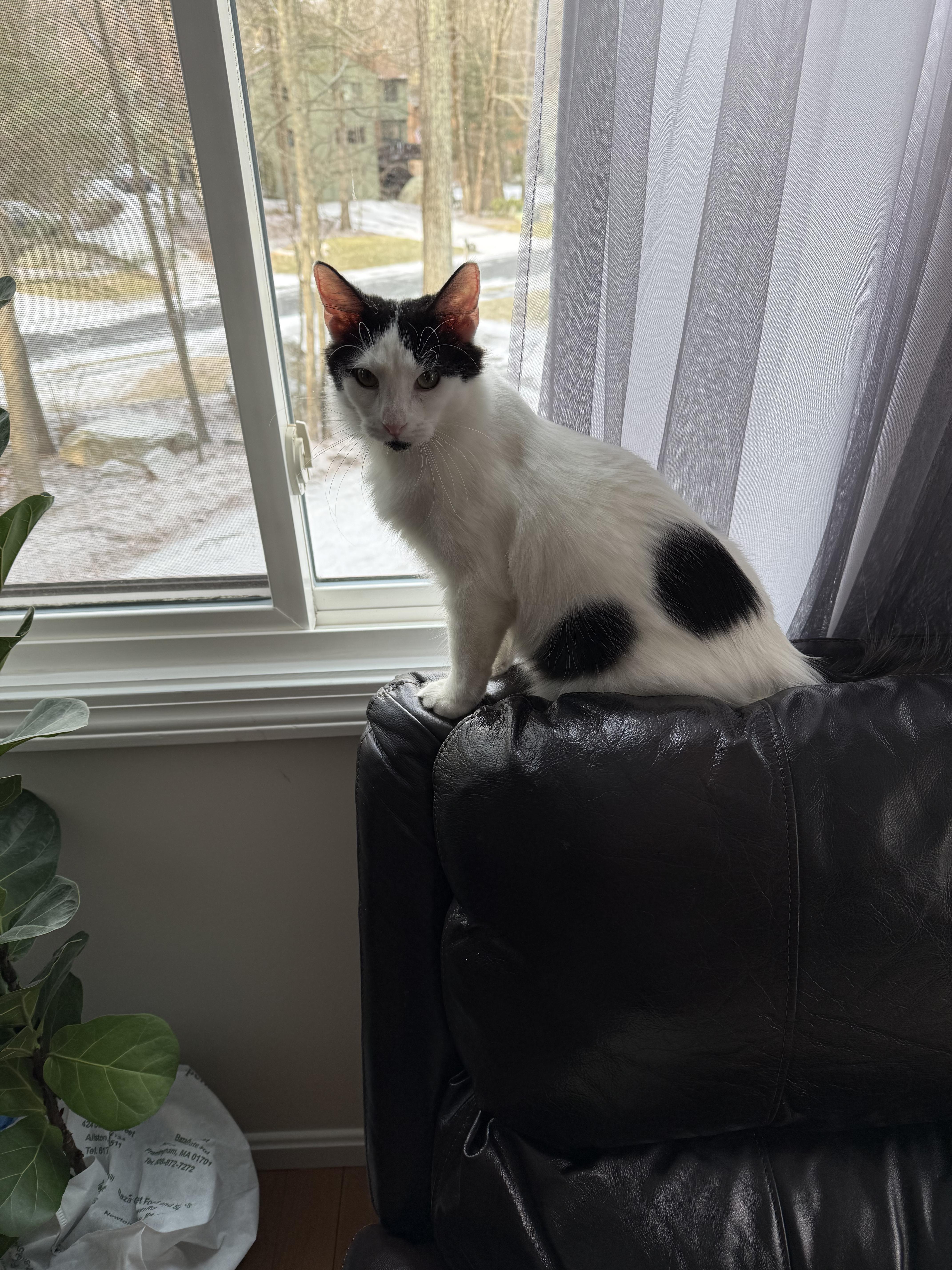 Enlarge Helm, an adoptable mixed breed in Shrewsbury, MA image 5/5