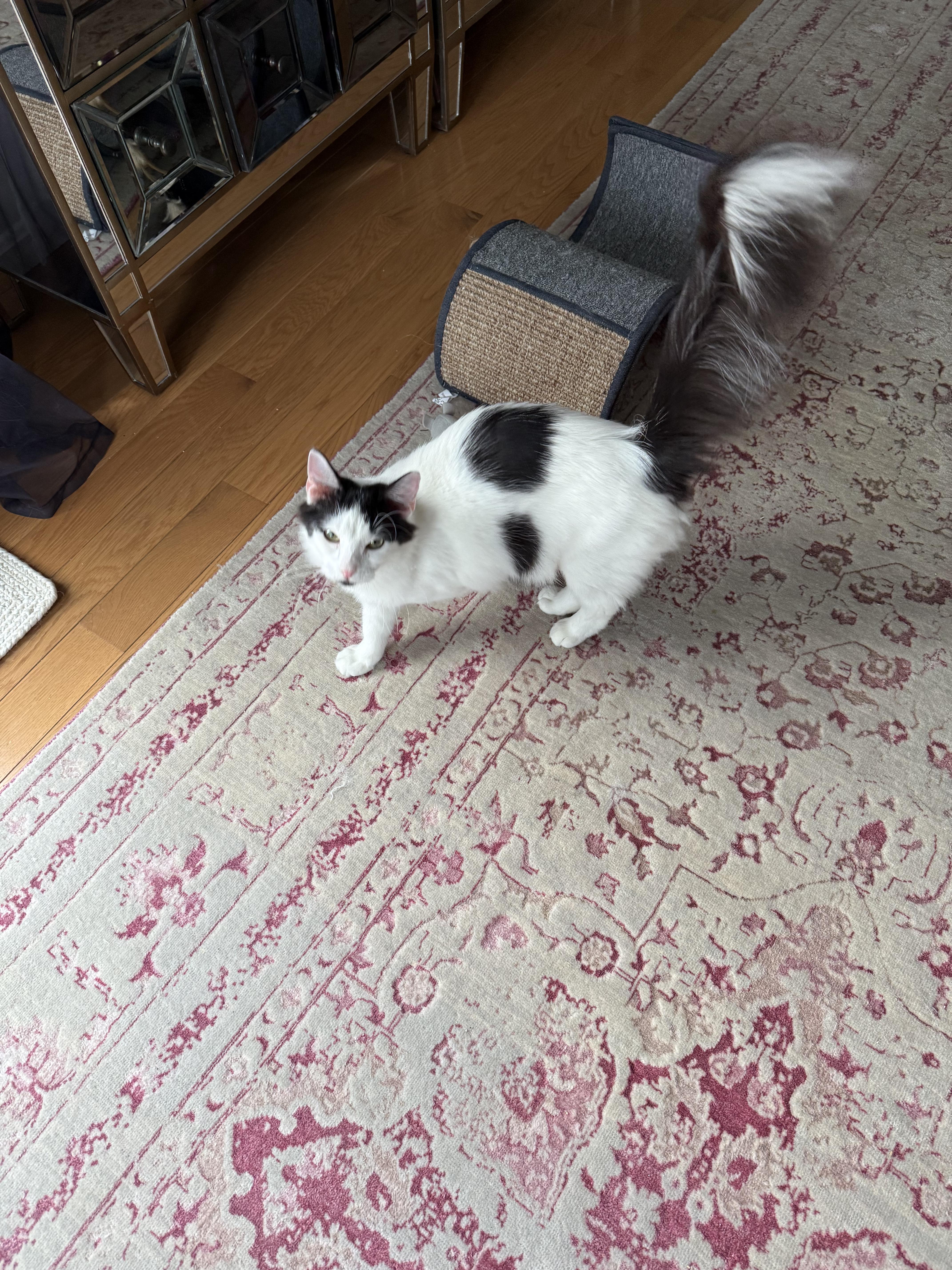 Enlarge Helm, an adoptable mixed breed in Shrewsbury, MA image 4/5