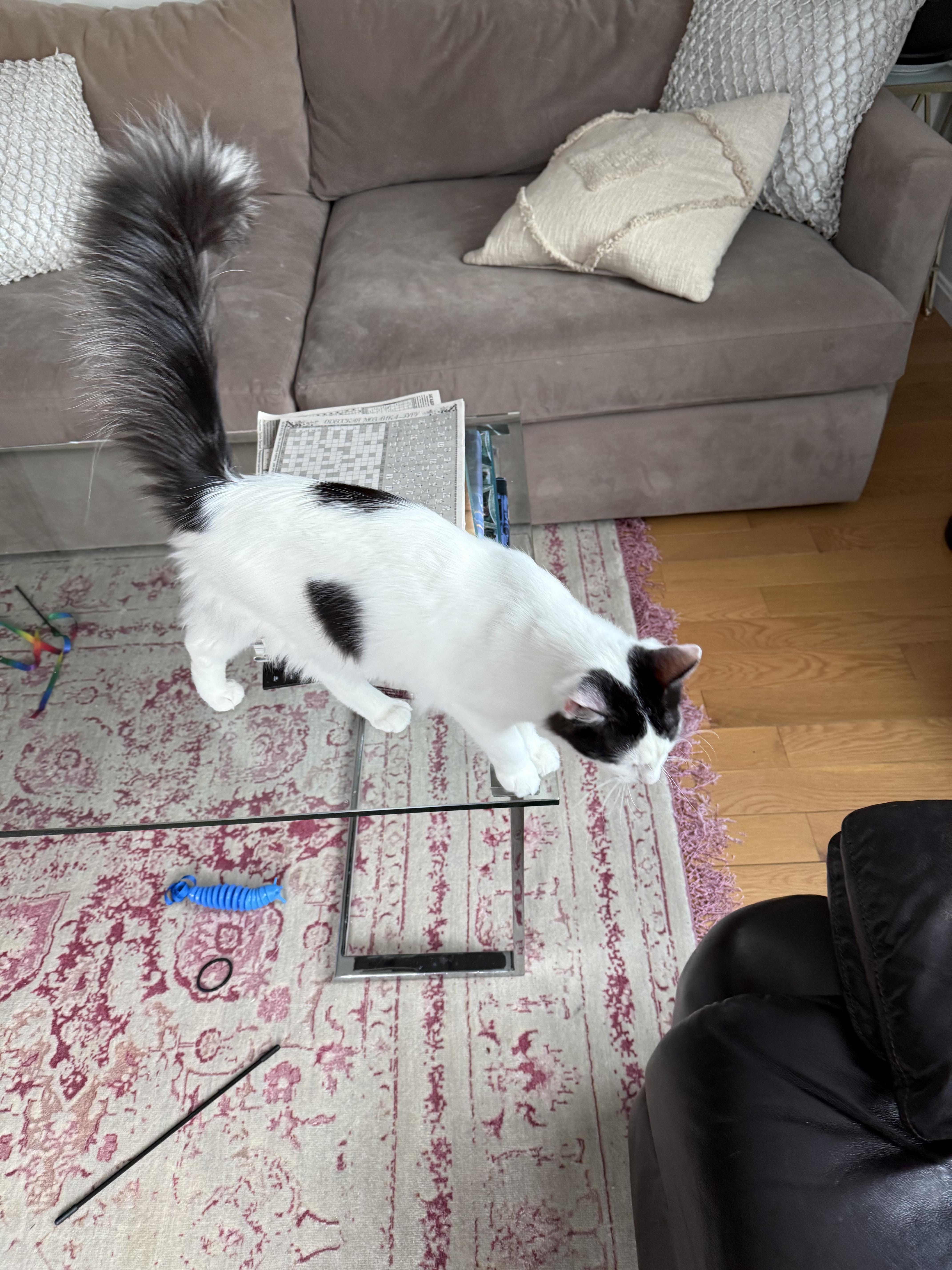 Enlarge Helm, an adoptable mixed breed in Shrewsbury, MA image 3/5