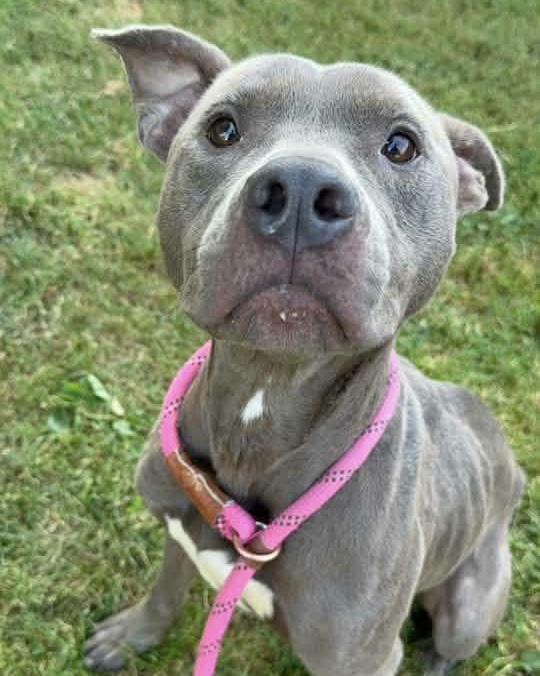 Enlarge Ahoy, a Adoptable Pit Bull Terrier in Naperville, IL image 3/3