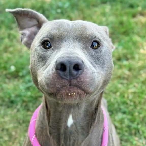 Ahoy, Adoptable, Adult Male Pit Bull Terrier.