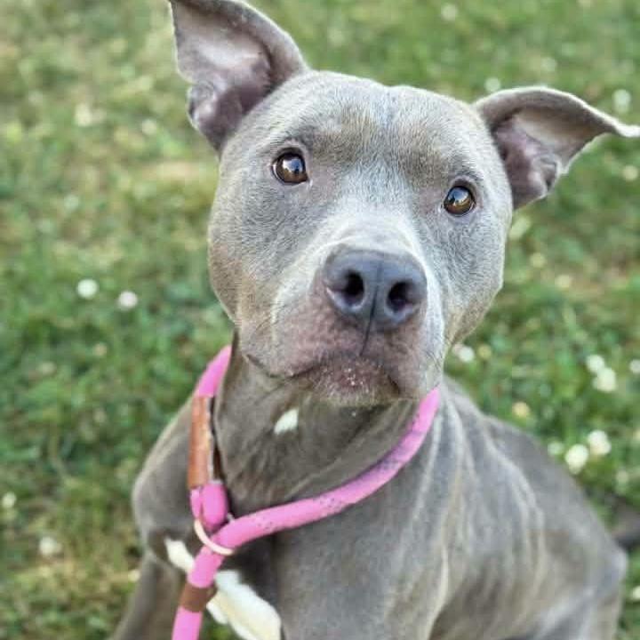 Enlarge Ahoy, a Adoptable Pit Bull Terrier in Naperville, IL image 2/3