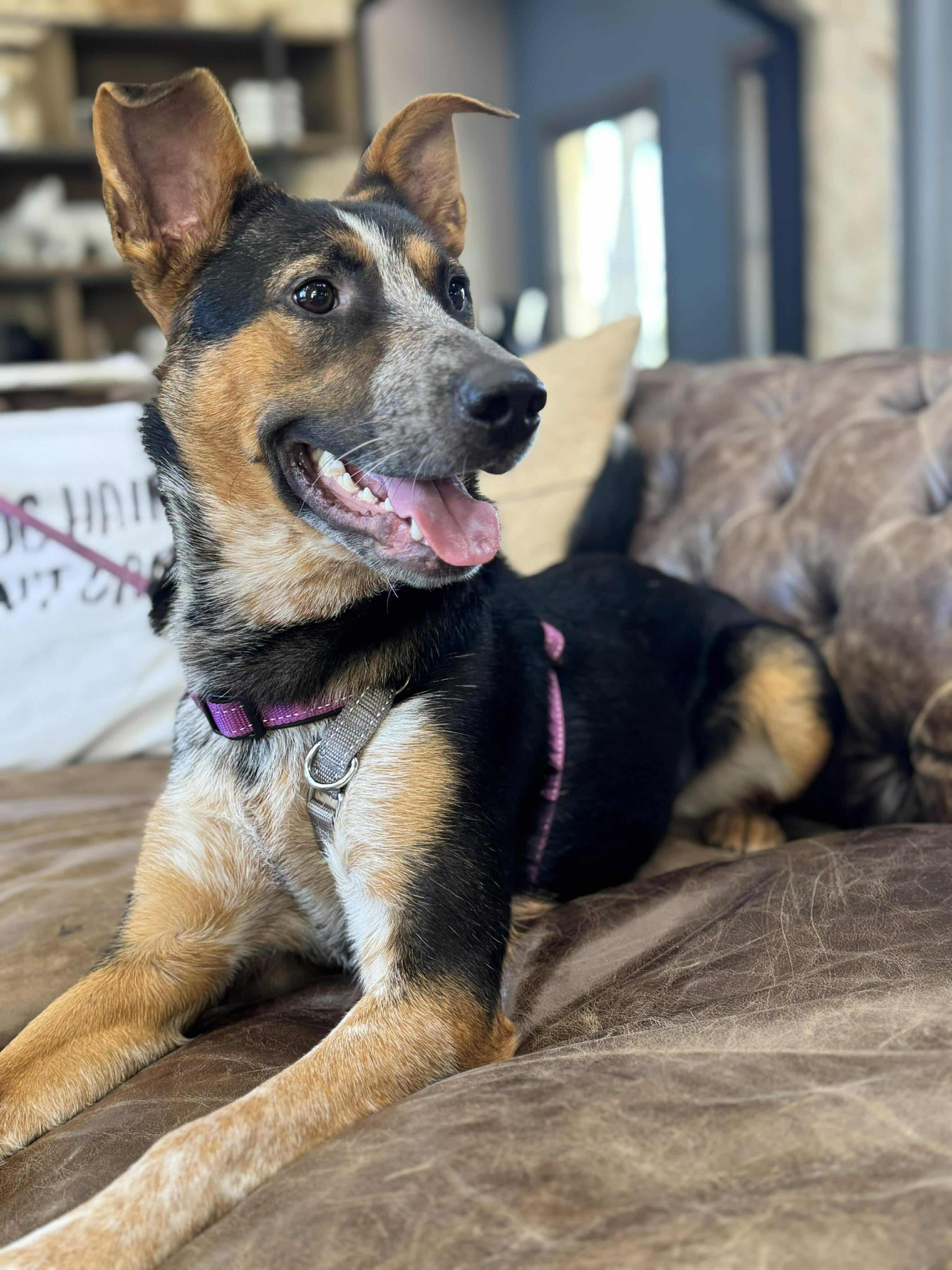 Lucy, Adopted, Young Female Shepherd.