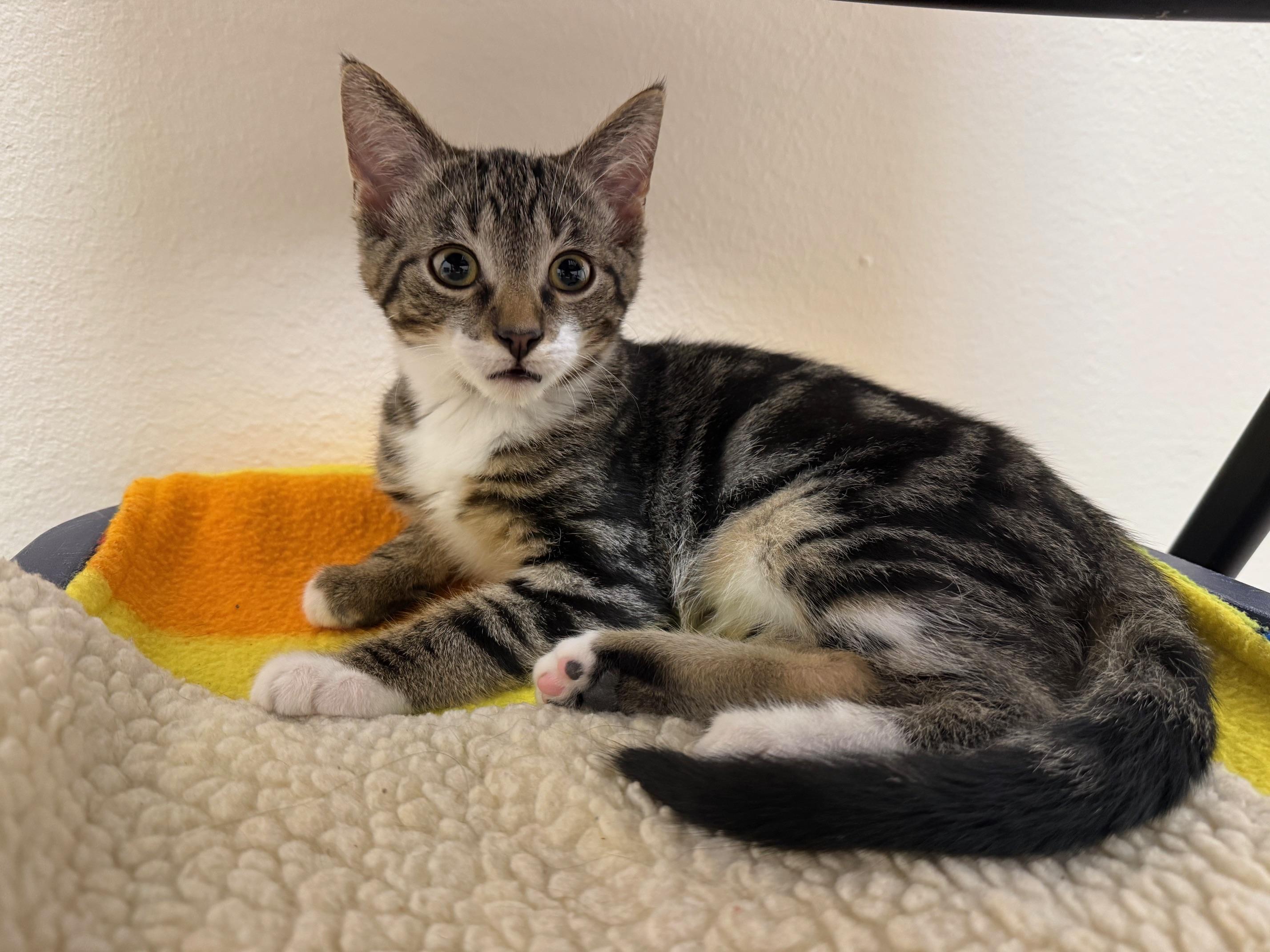 Cornbread - Adorable little guy!, Adoptable, Kitten Male Domestic Short Hair.