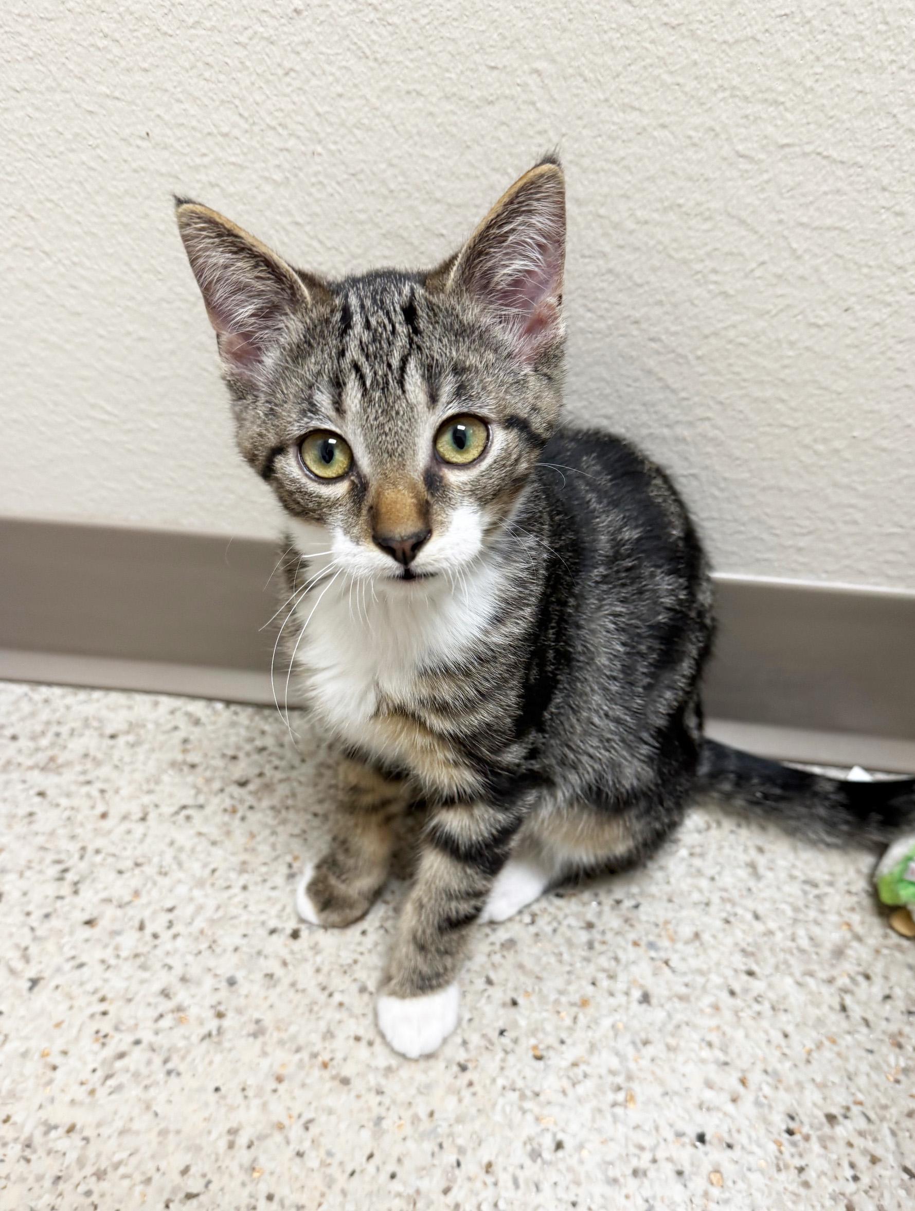 Enlarge Cornbread - Adorable little guy!, a Adoptable Domestic Short Hair in Oshkosh, WI image 1/2