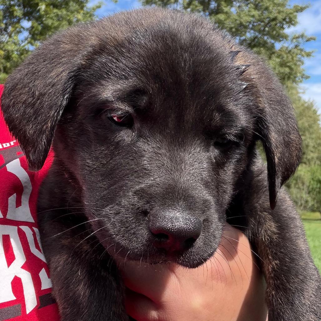 Emily - purple, Adoptable, Puppy Female Husky & Shepherd.