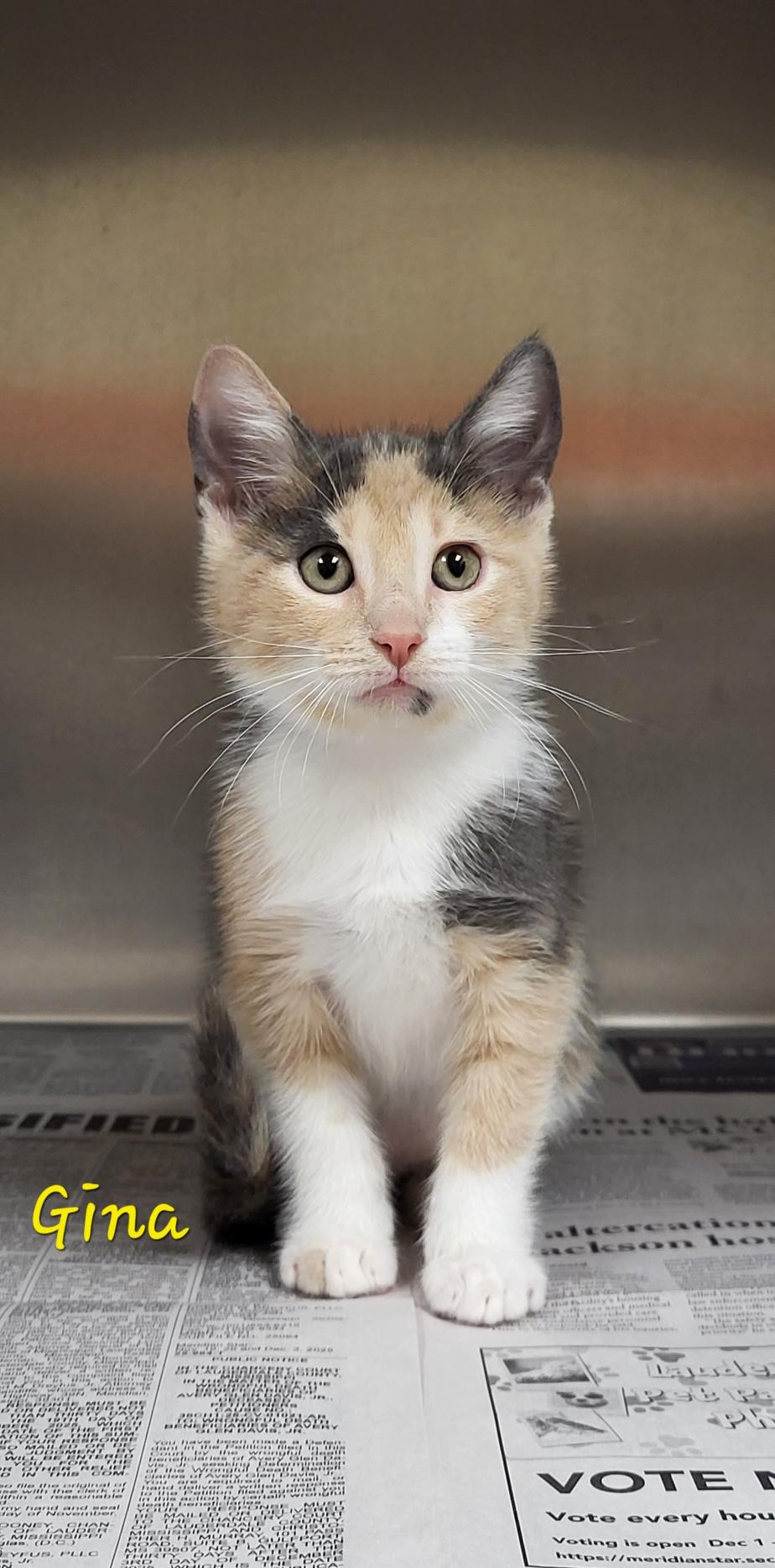 Gina, ADOPTABLE, Kitten Female Domestic Short Hair.