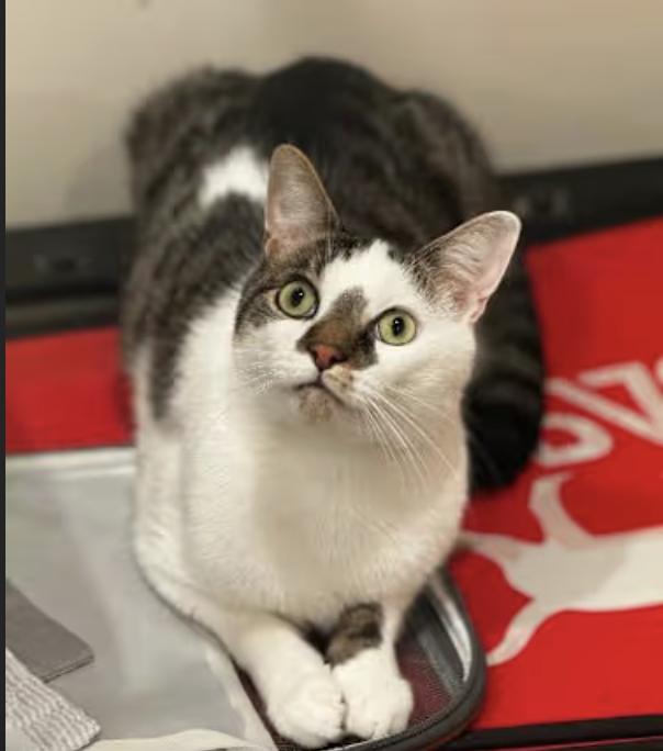 Enlarge Alex, a Adoptable Domestic Short Hair in Long Beach, NY image 4/5