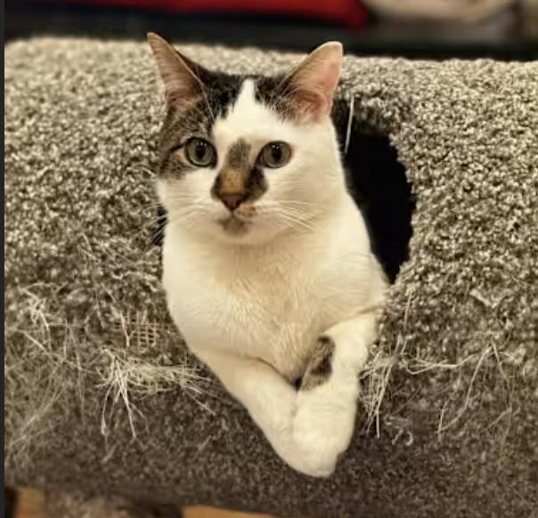 Enlarge Alex, a Adoptable Domestic Short Hair in Long Beach, NY image 3/5