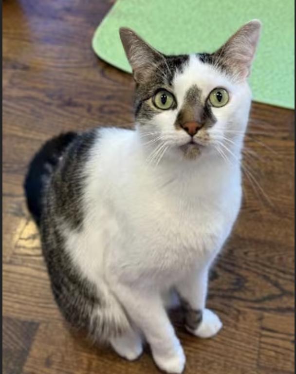 Alex, Adoptable, Young Male Domestic Short Hair.