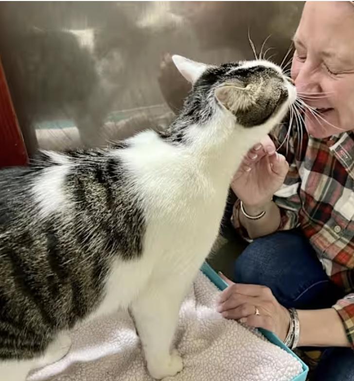 Enlarge Alex, a Adoptable Domestic Short Hair in Long Beach, NY image 2/5