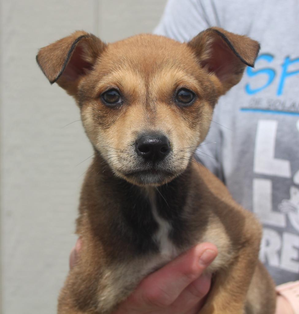 Didi, Adoptable, Puppy Female Miniature Pinscher & Mixed Breed.