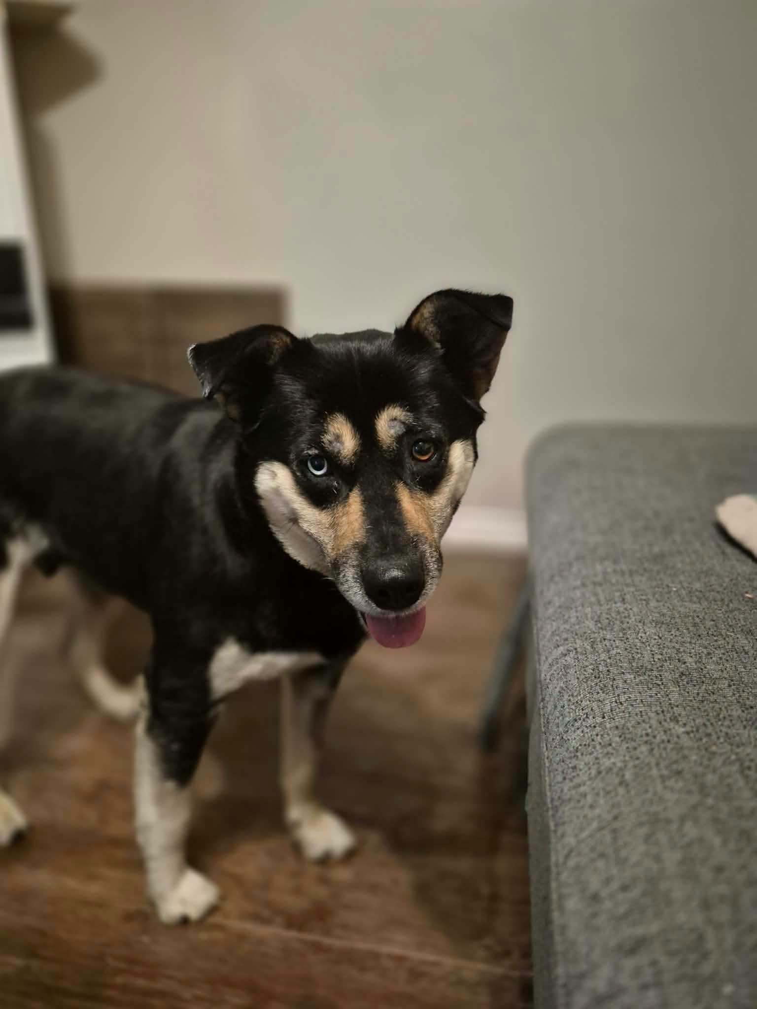 Enlarge Tanis, a Adoptable mixed breed in London, ON image 1/4