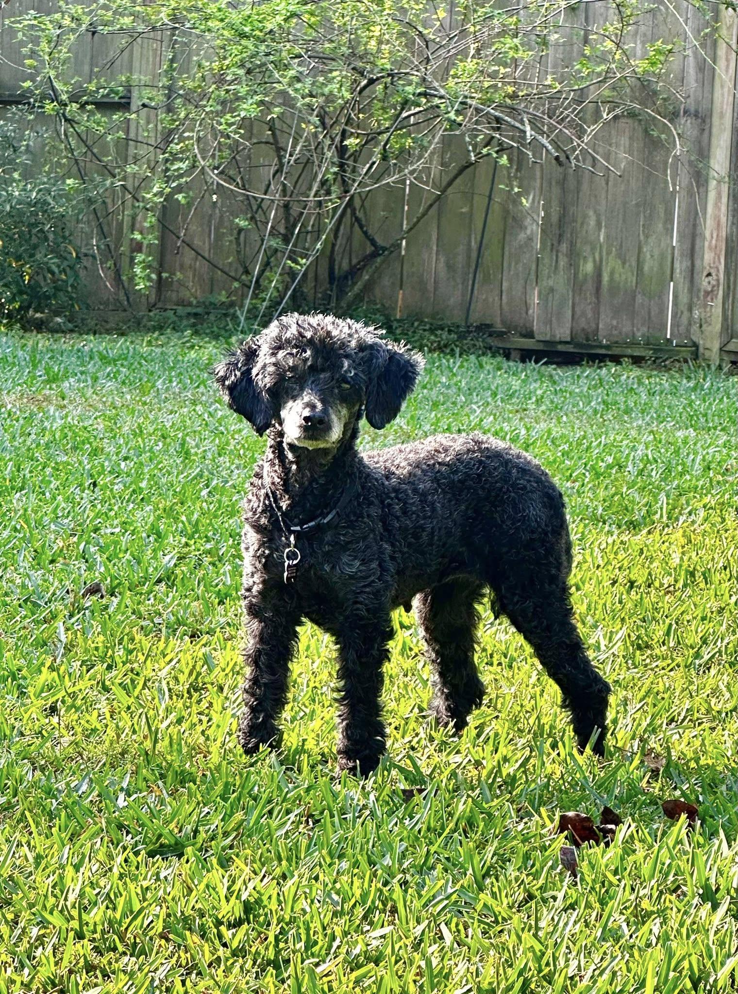 Tonti, Adoptable, Adult Female Poodle.