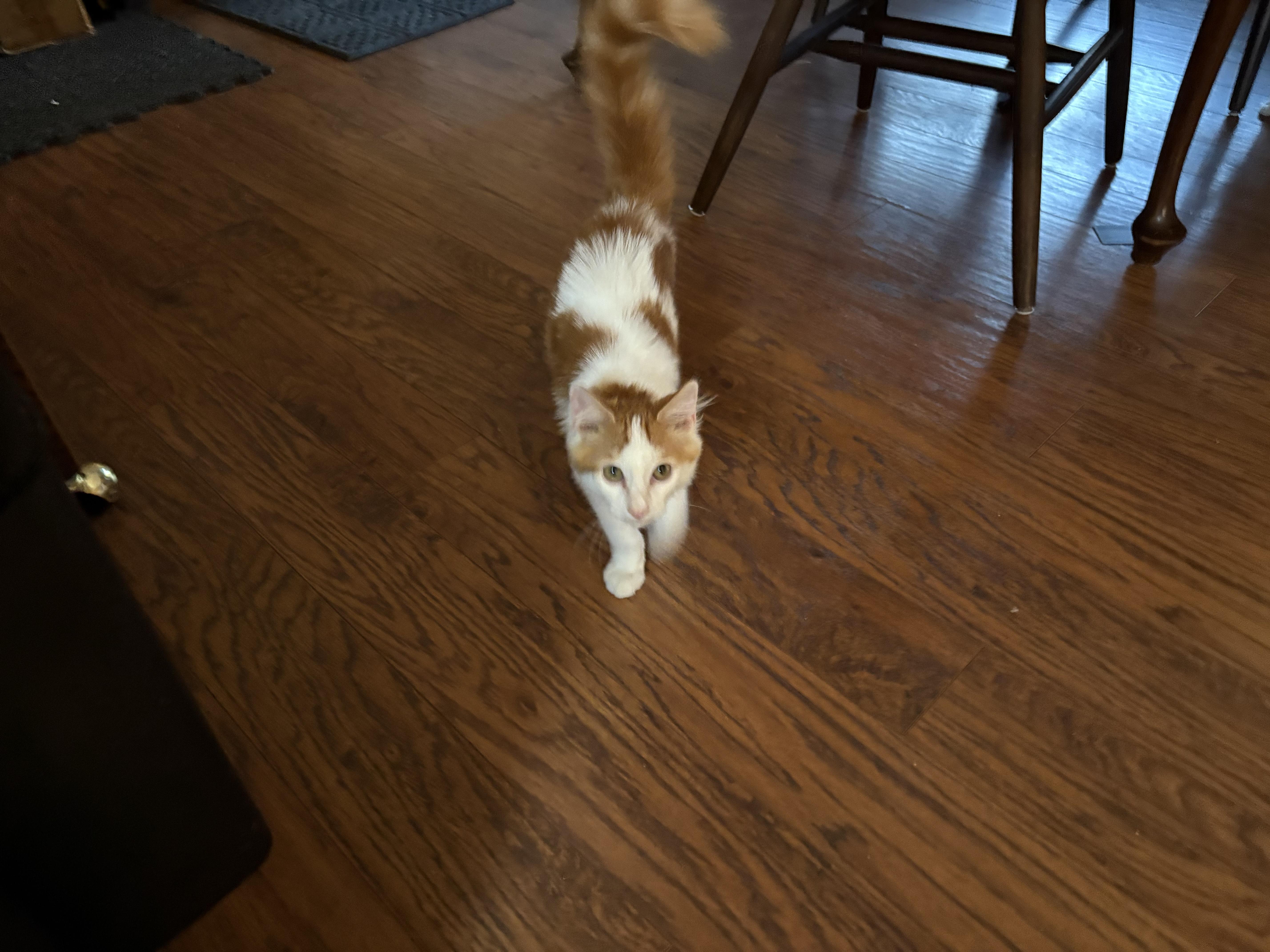 Enlarge Jasper, an adopted Domestic Medium Hair in Lodi, CA image 1/5