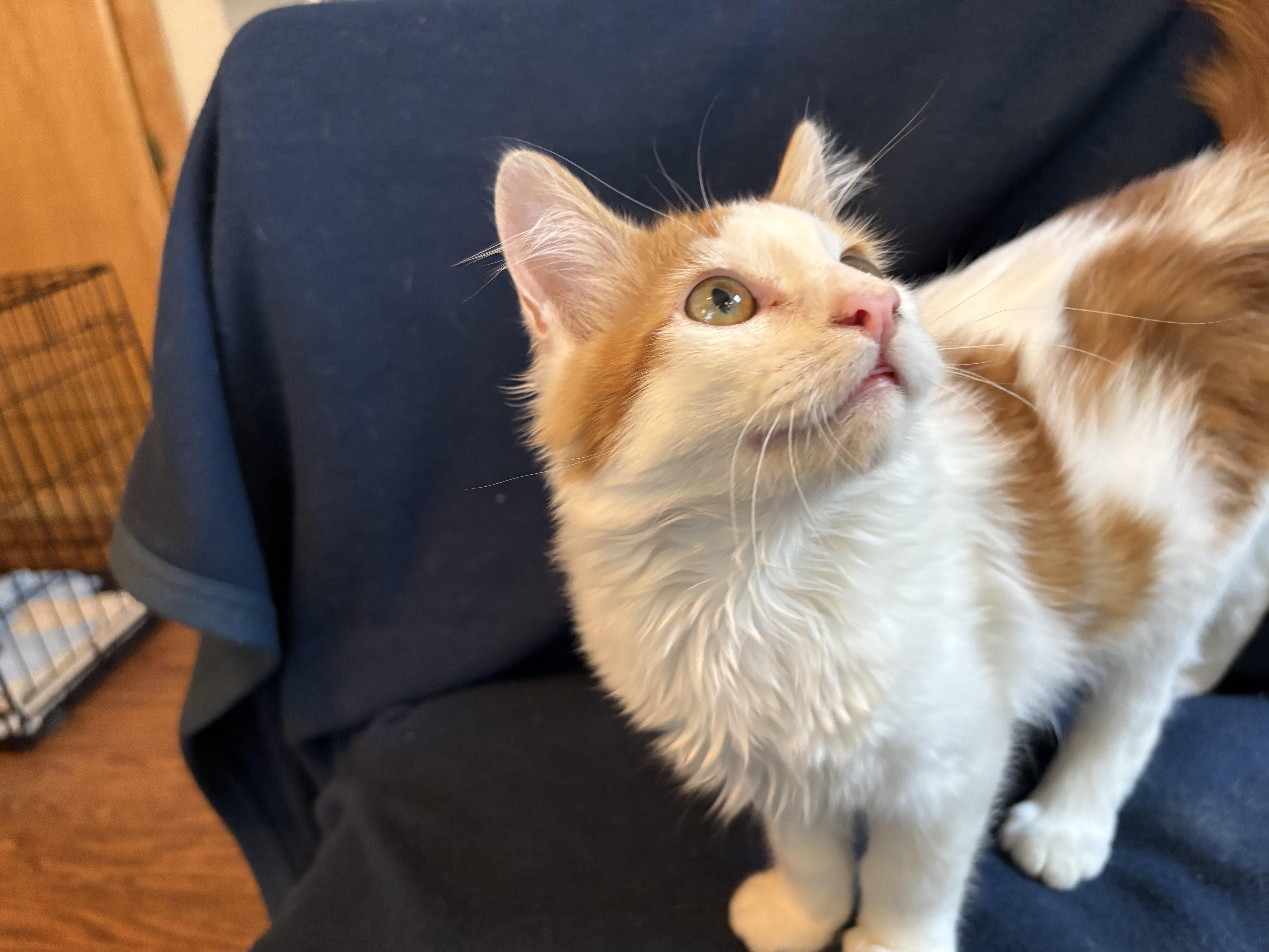 Enlarge Jasper, an adopted Domestic Medium Hair in Lodi, CA image 2/5