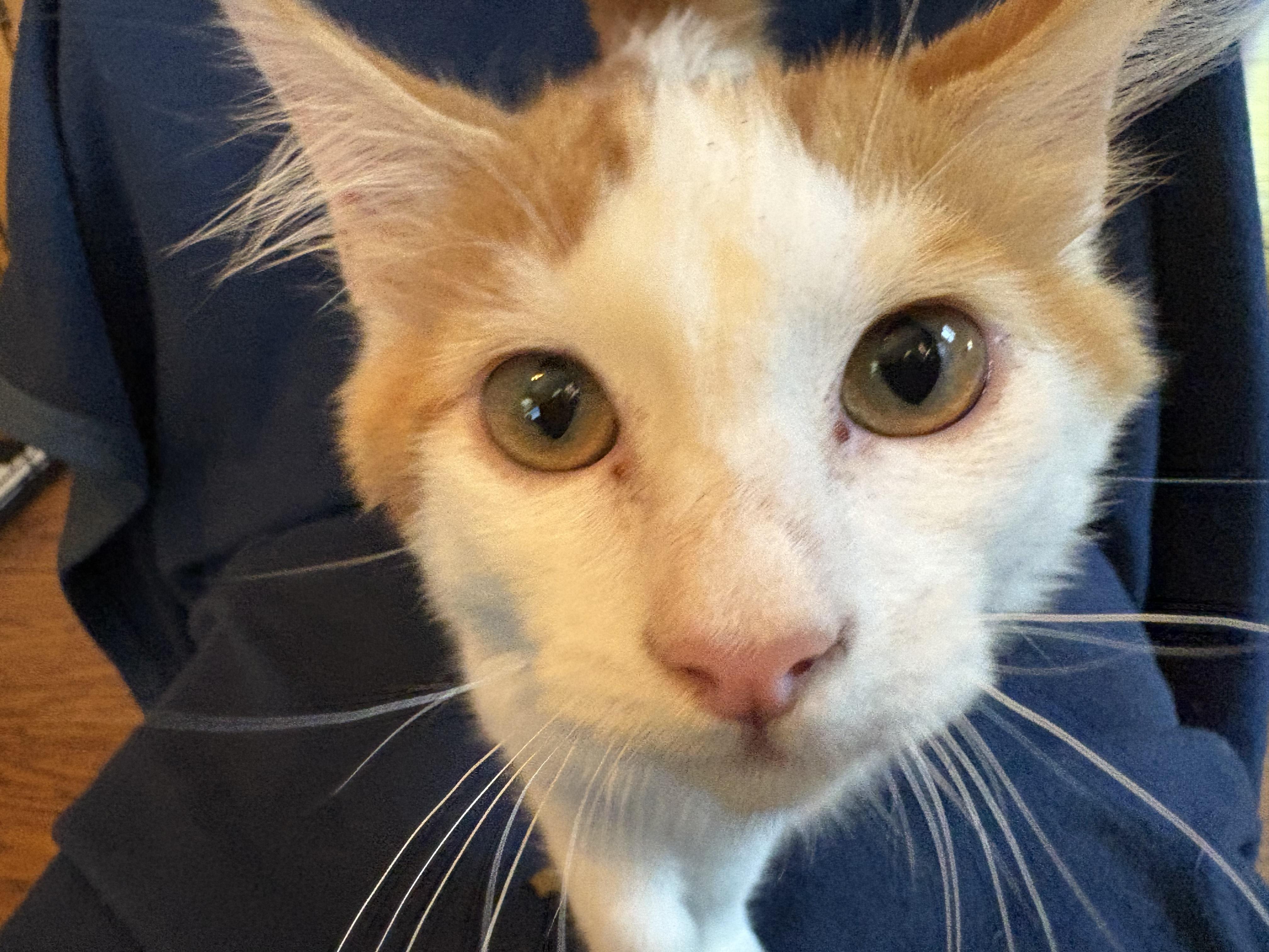 Enlarge Jasper, an adopted Domestic Medium Hair in Lodi, CA image 3/5