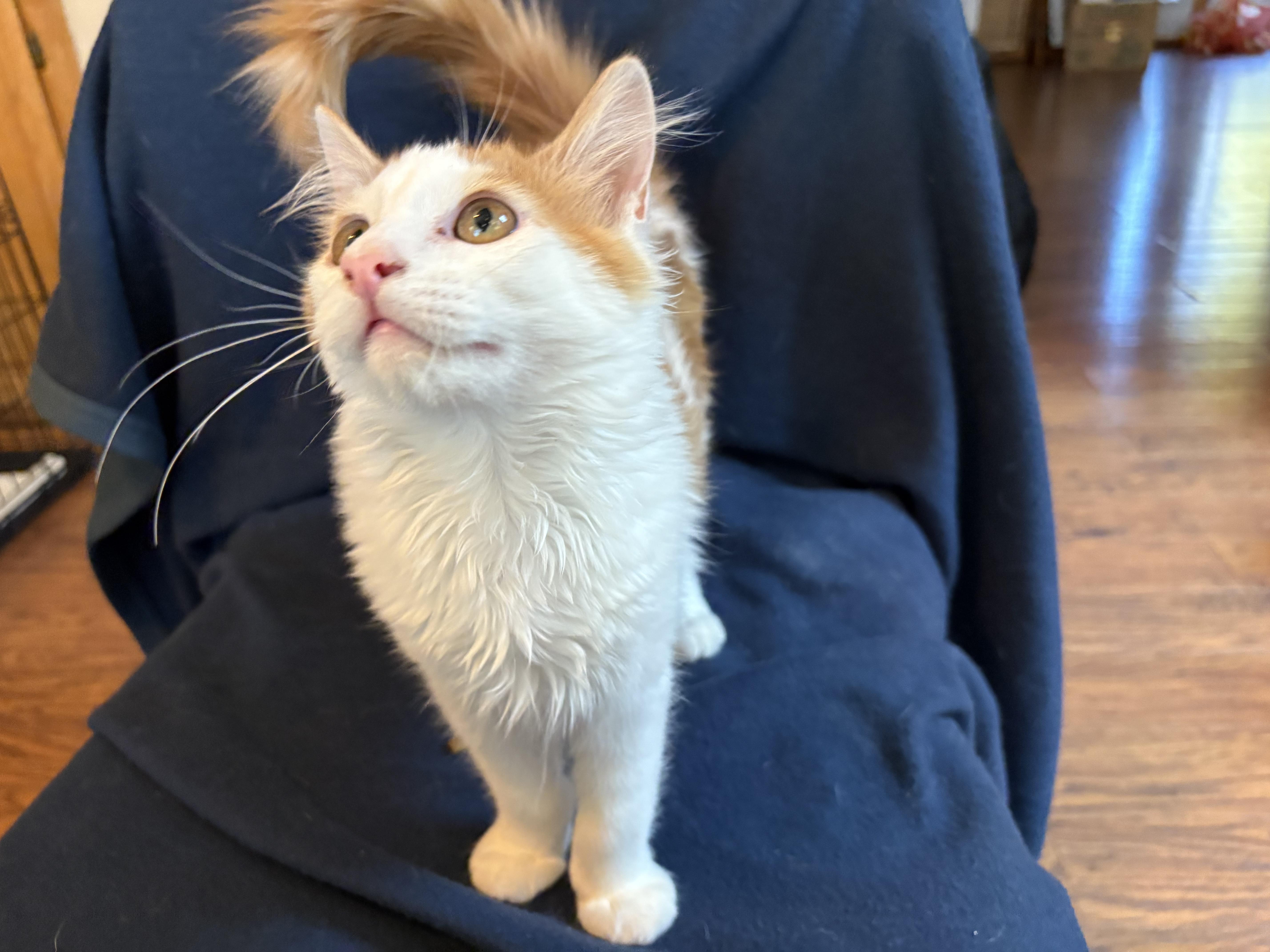 Enlarge Jasper, an adopted Domestic Medium Hair in Lodi, CA image 4/5