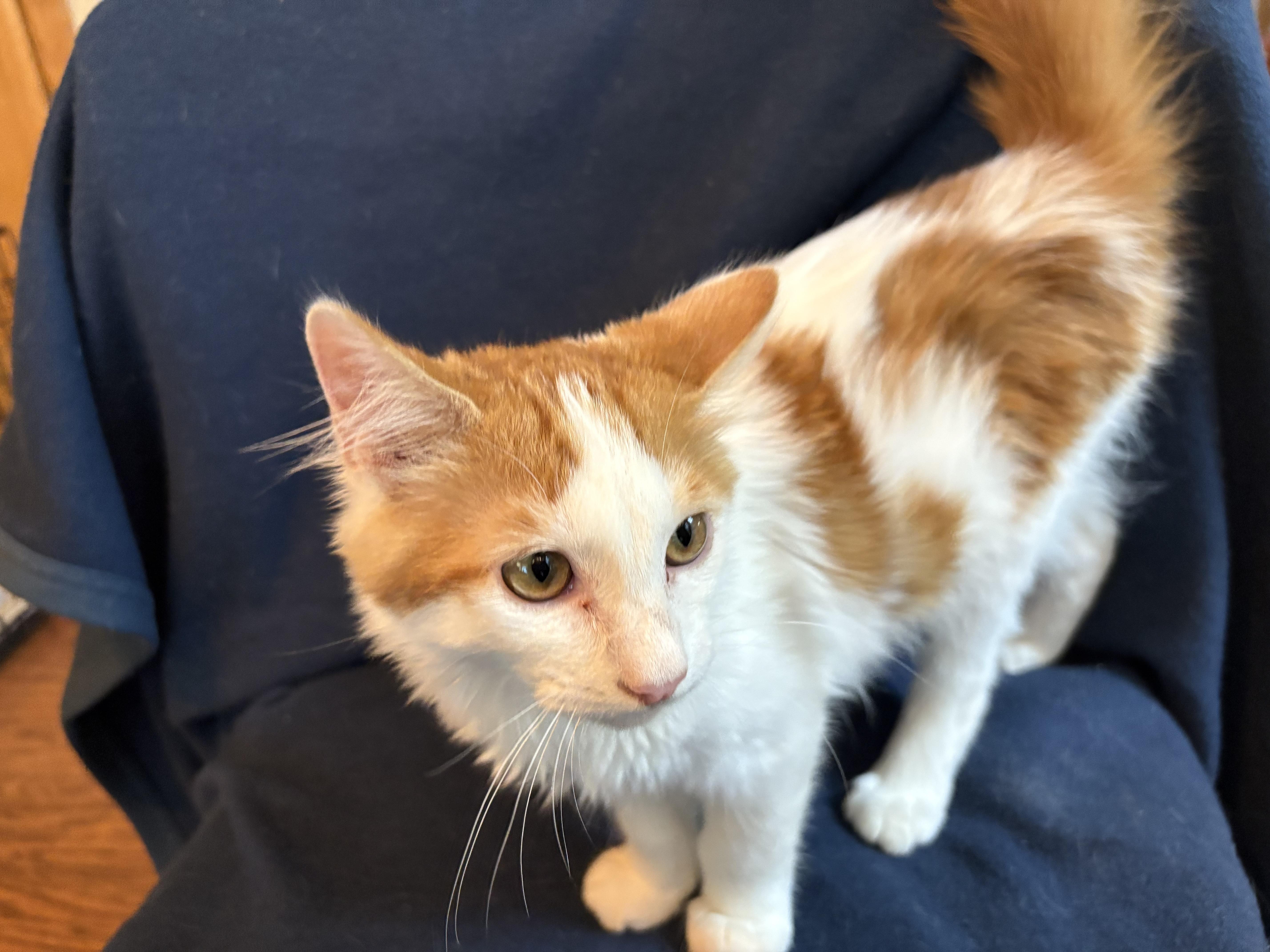 Enlarge Jasper, an adopted Domestic Medium Hair in Lodi, CA image 5/5