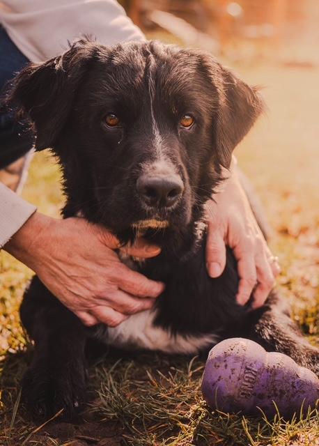 Enlarge Bo, an adopted mixed breed in Tillamook, OR image 1/3
