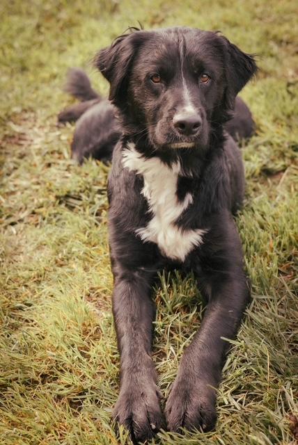 Enlarge Bo, an adopted mixed breed in Tillamook, OR image 2/3