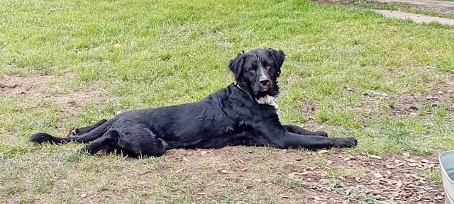 Enlarge Bo, an adopted mixed breed in Tillamook, OR image 3/3