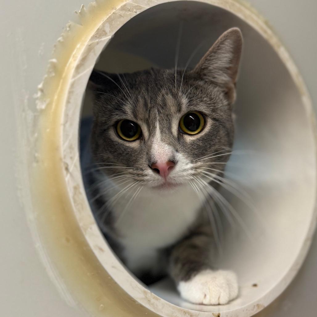 Minnie, Adoptable, Young Female Domestic Medium Hair.