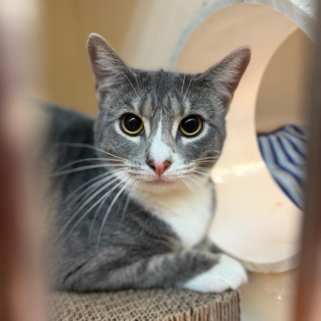 Enlarge Minnie, a Adoptable Domestic Medium Hair in Madison, WI image 2/6