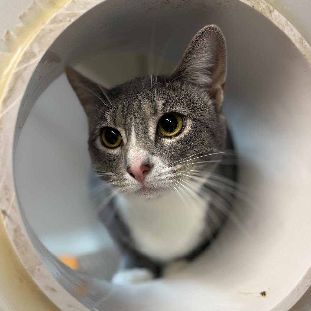 Enlarge Minnie, a Adoptable Domestic Medium Hair in Madison, WI image 3/6