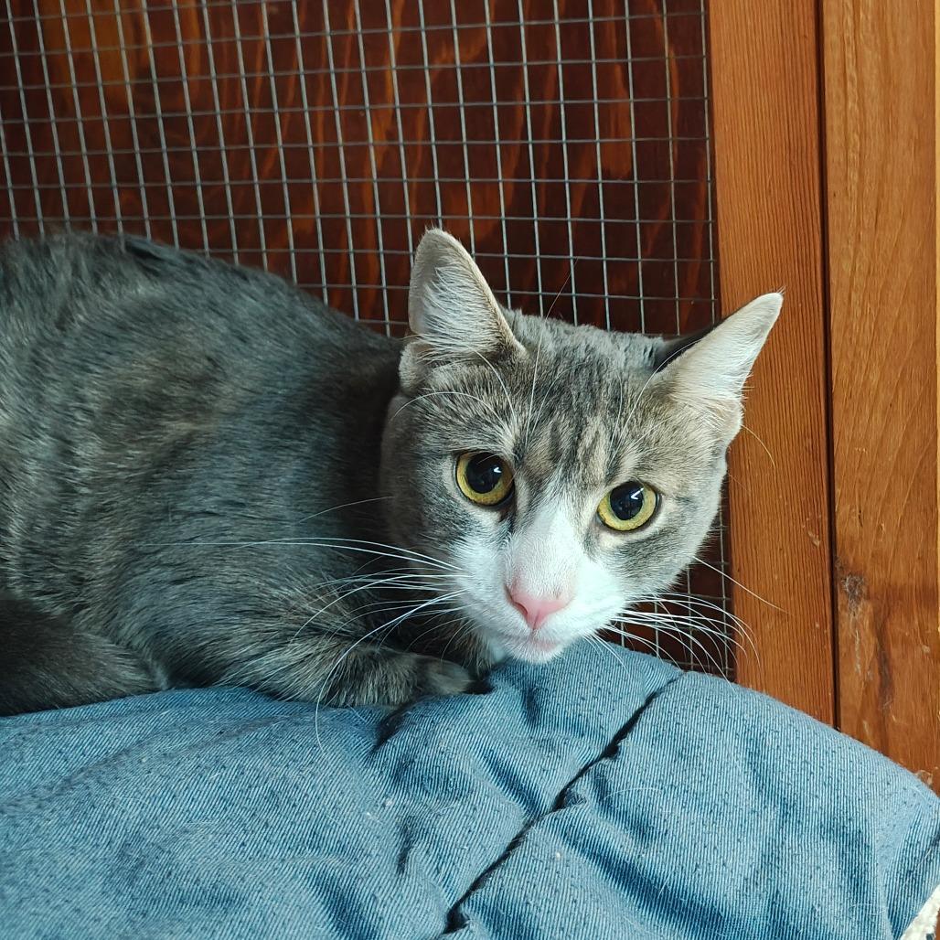 Enlarge Minnie, a Adoptable Domestic Medium Hair in Madison, WI image 4/6