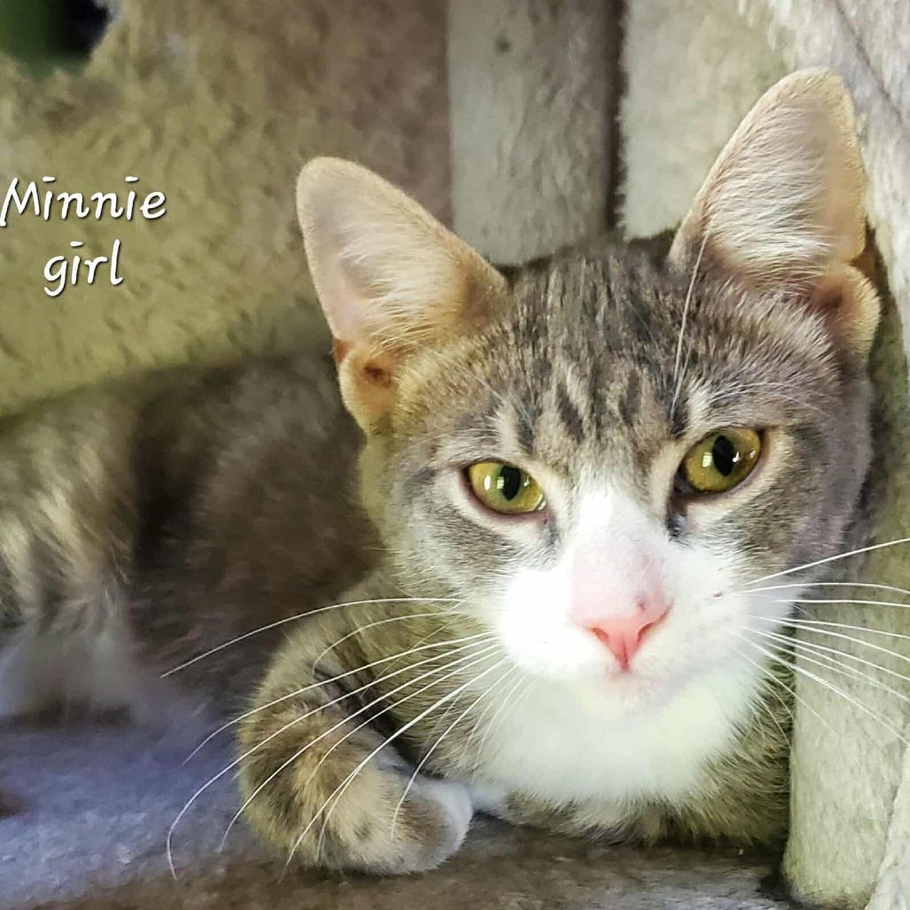 Enlarge Minnie, a Adoptable Domestic Medium Hair in Madison, WI image 6/6