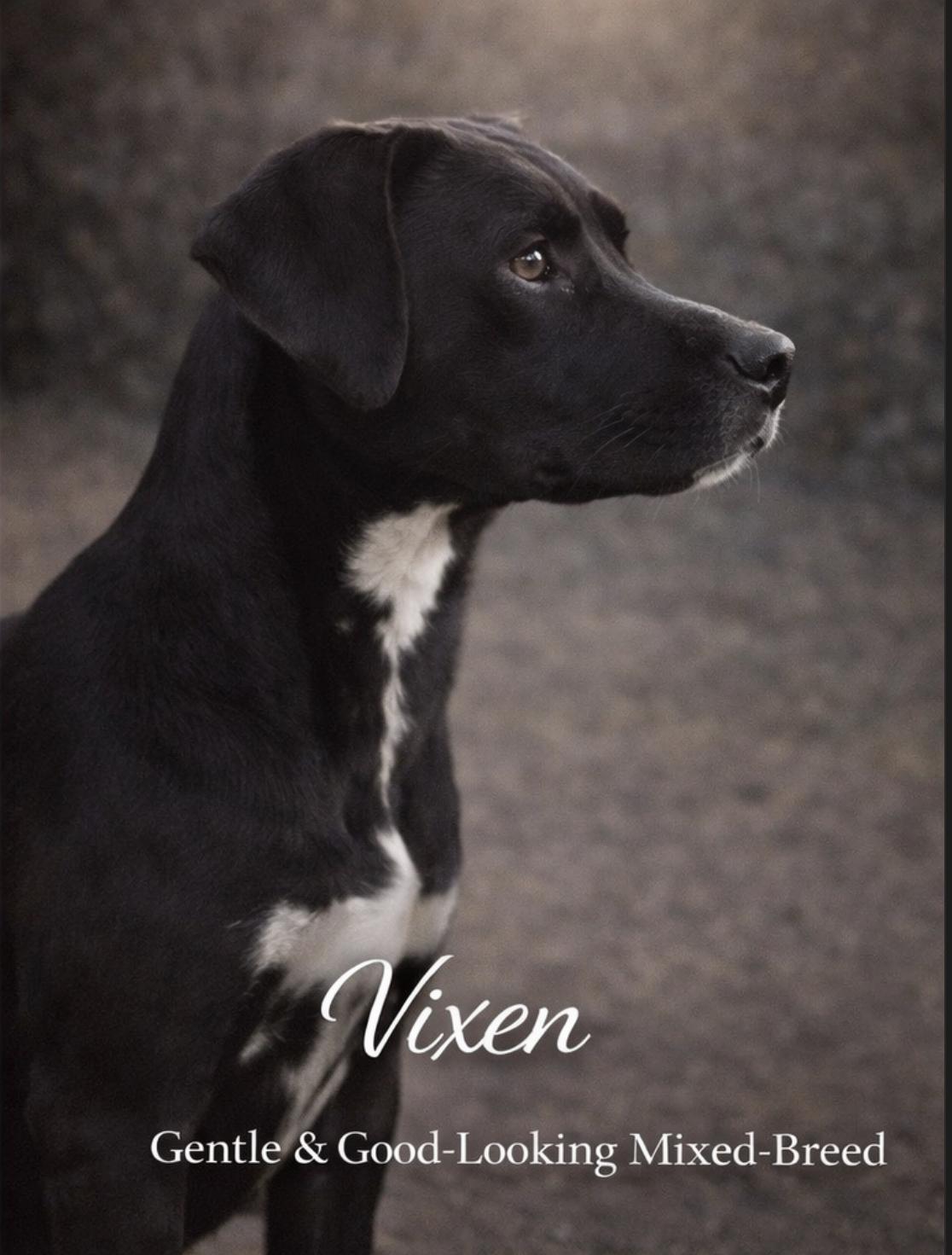 Vixen, a ADOPTABLE mixed breed in Livingston, TX image 1/2