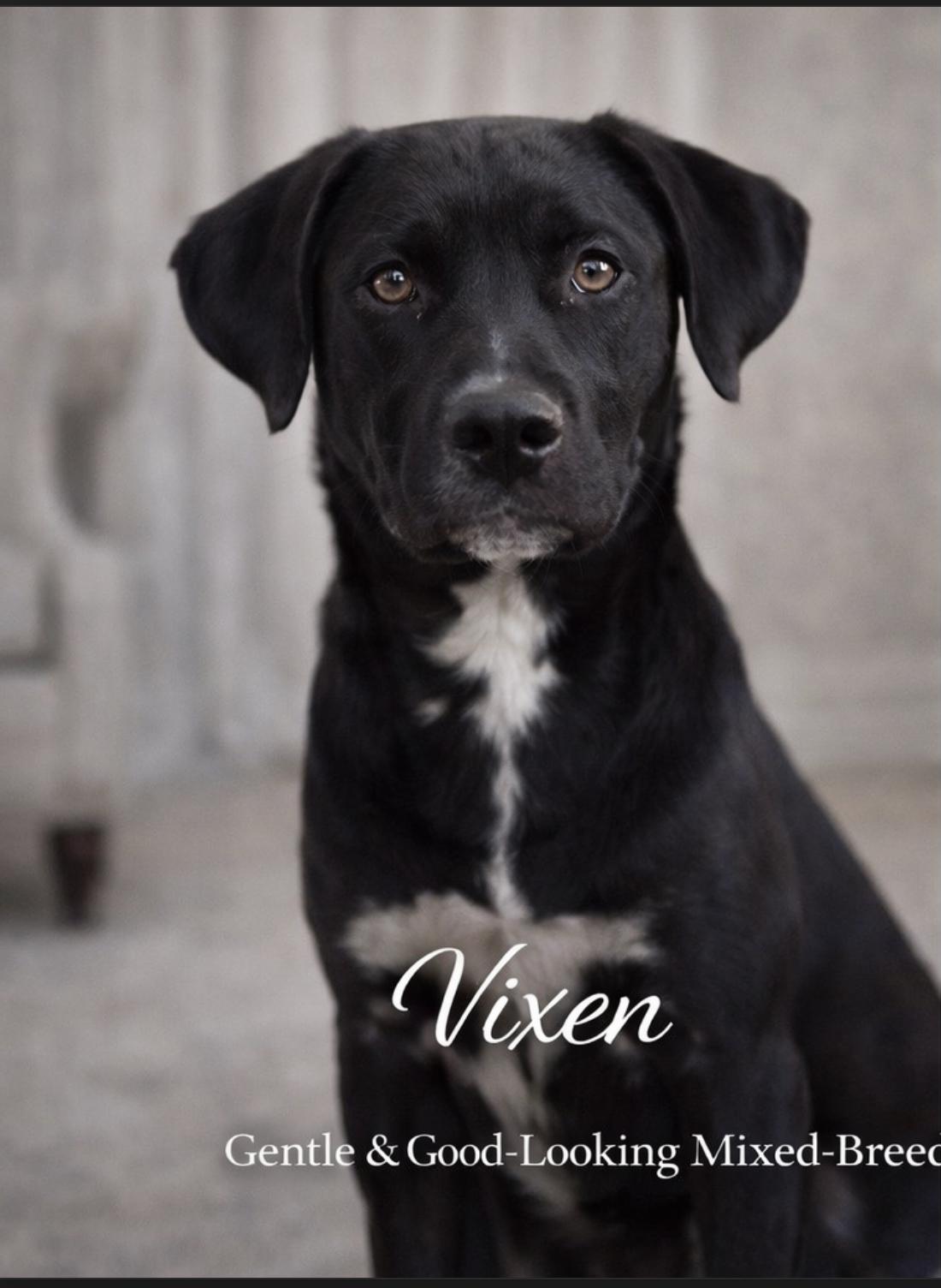 Vixen, a ADOPTABLE mixed breed in Livingston, TX image 2/2