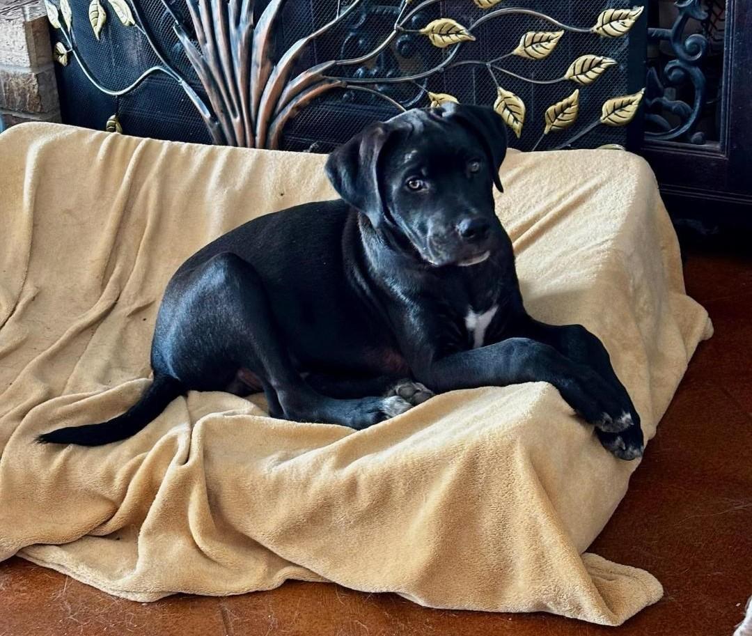 Enlarge Vixen, a ADOPTABLE mixed breed in Livingston, TX image 1/1