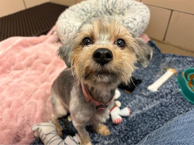 PHYLLIS, Adoptable, Young Female Norfolk Terrier & Mixed Breed.