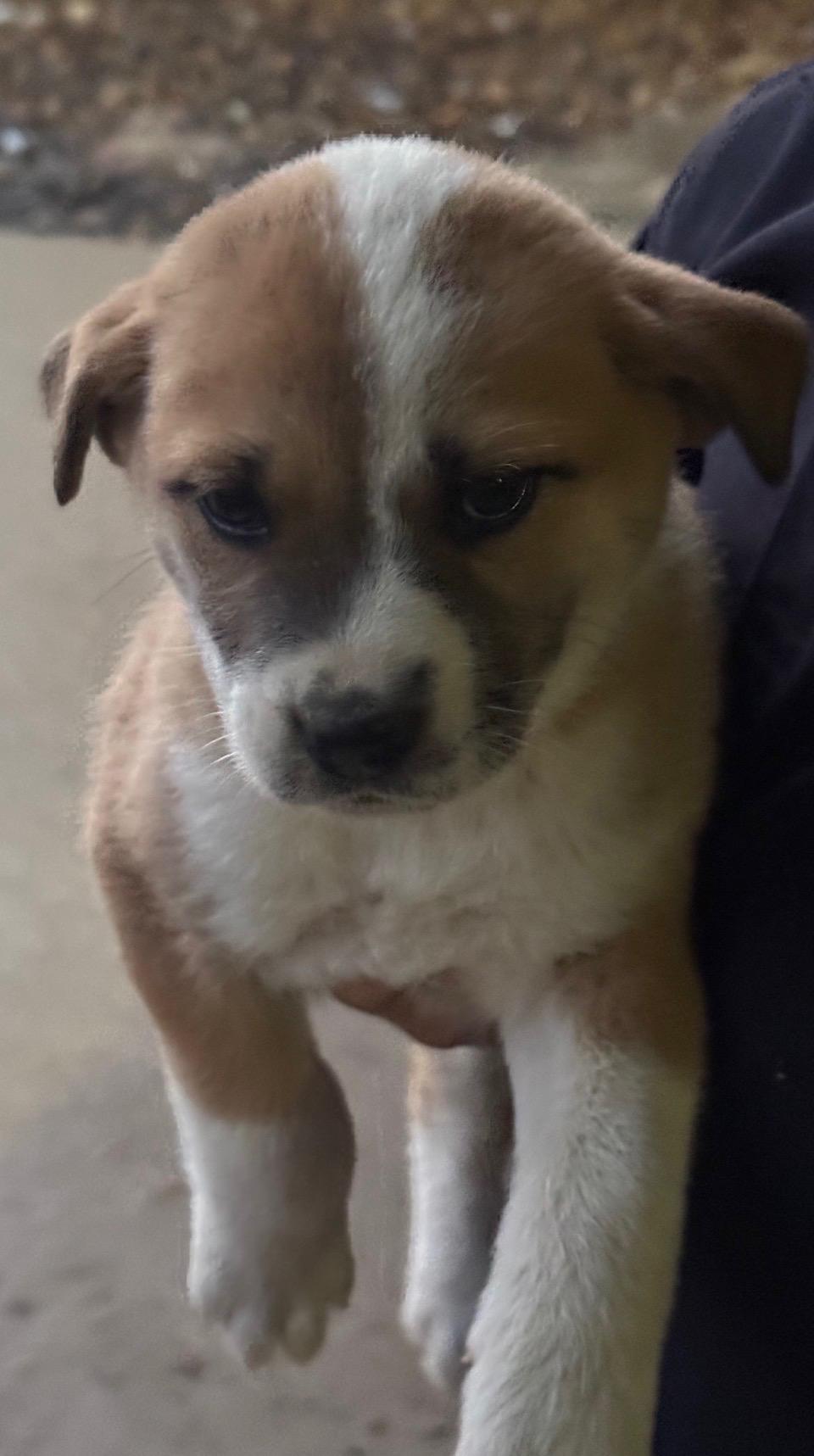 Enlarge Big Mac , a Adoptable Anatolian Shepherd in Evergreen, CO image 1/2