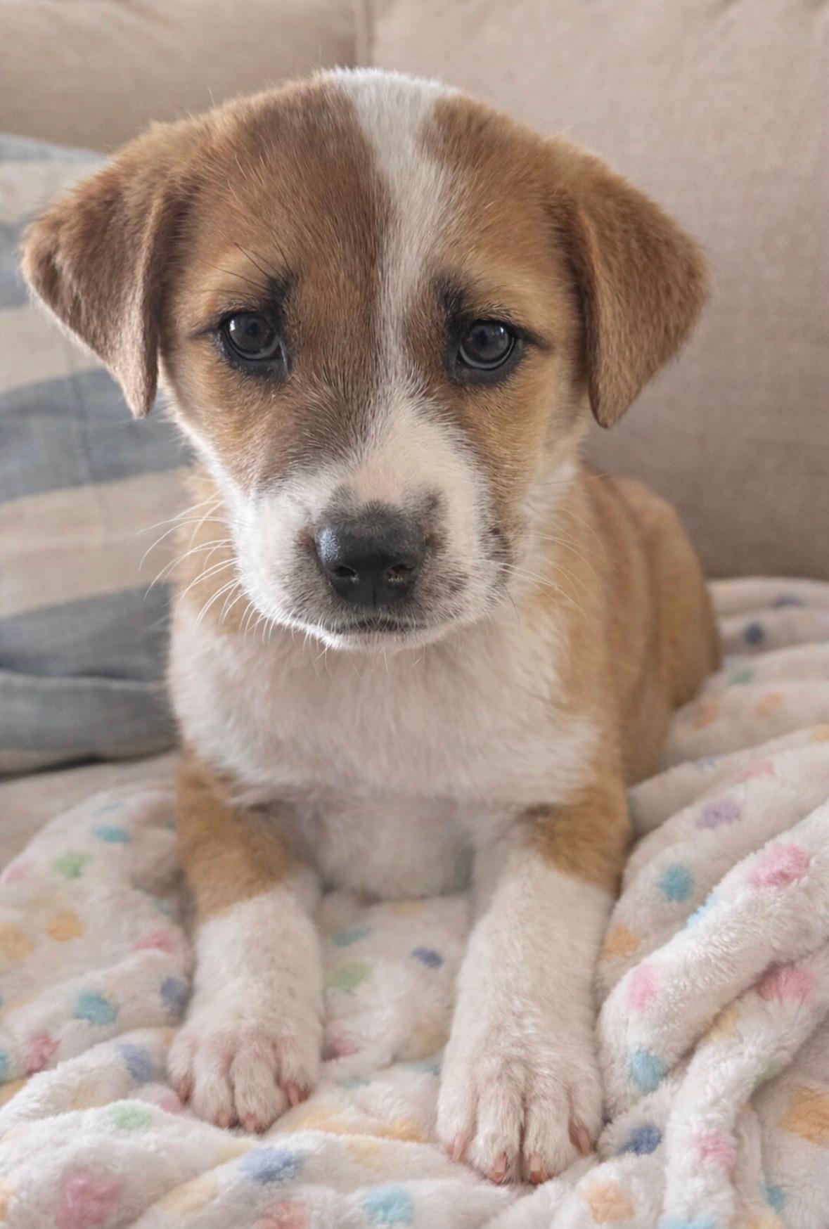 Enlarge Big Mac , a Adoptable Anatolian Shepherd in Evergreen, CO image 2/2