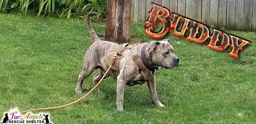 Buddy, a Adoptable mixed breed in Toledo, OH image 1/8