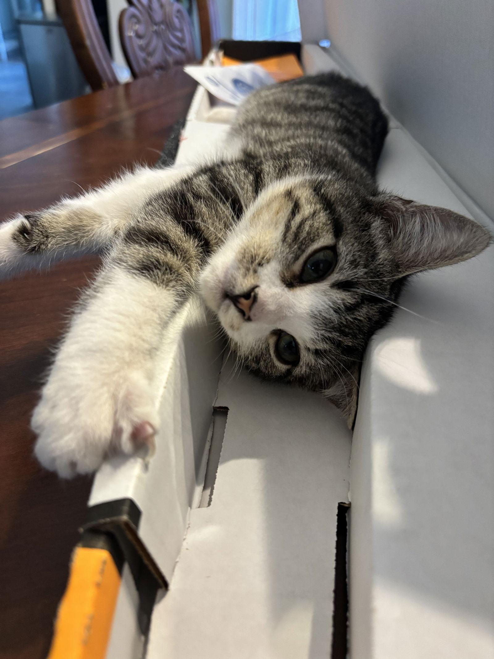 Paw Paw, Adoptable, Kitten Male Domestic Short Hair.