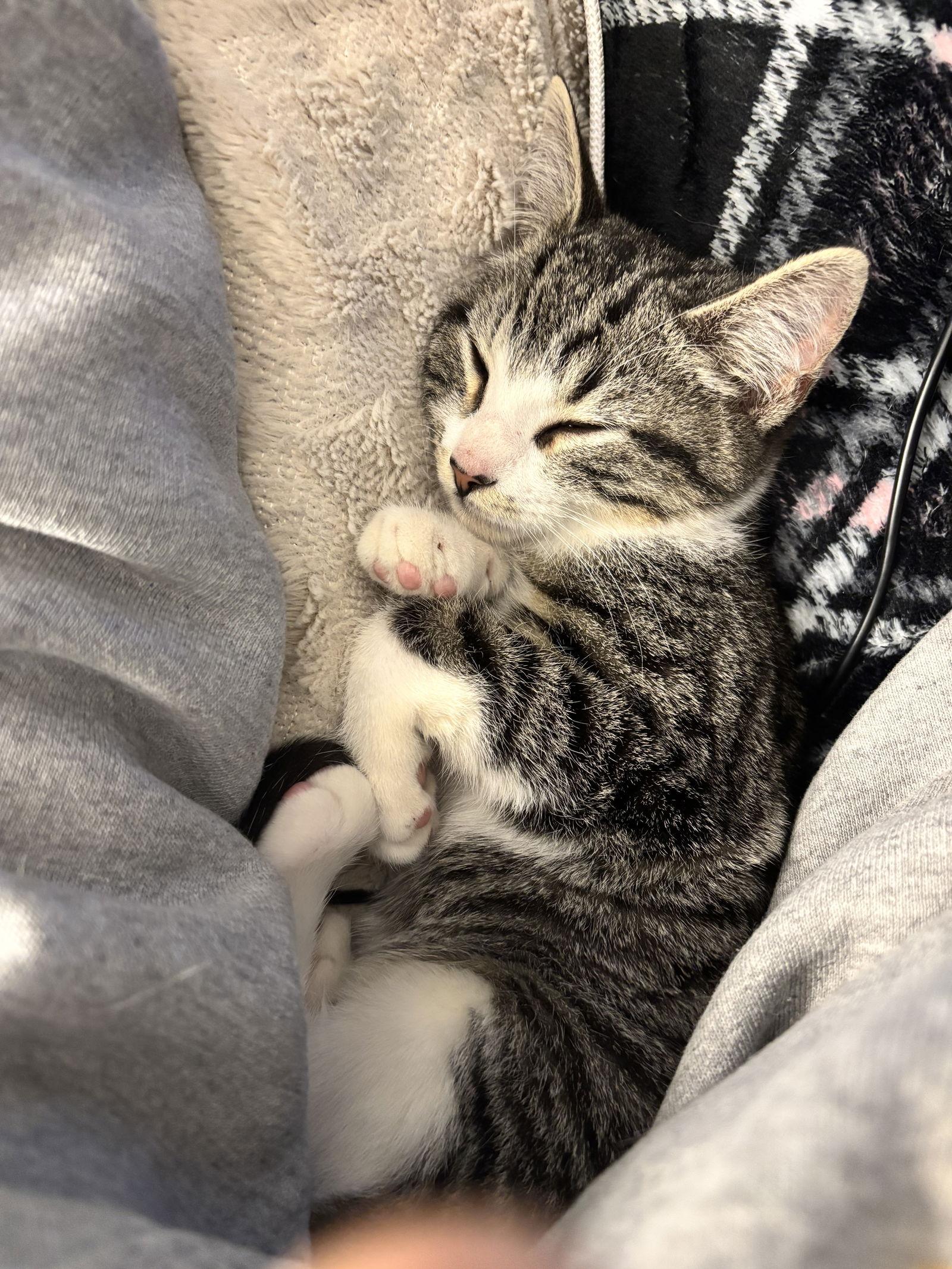 Enlarge Paw Paw, a Adoptable Domestic Short Hair in Roxboro, NC image 2/3