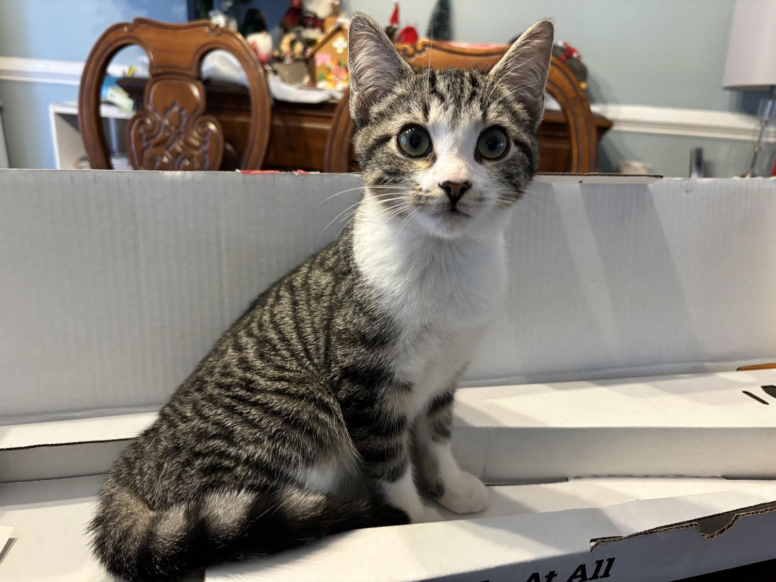Enlarge Paw Paw, a Adoptable Domestic Short Hair in Roxboro, NC image 3/3