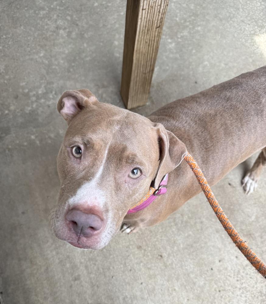 LOTTIE, a Adopted Pit Bull Terrier in Rochester, IN image 1/2